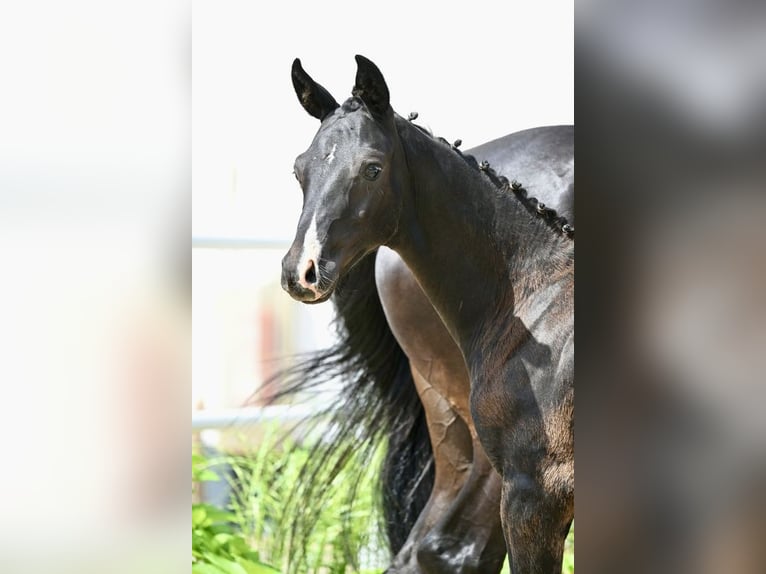 Oldenburger Hengst Fohlen (01/2026) Rappe in Helferskirchen
