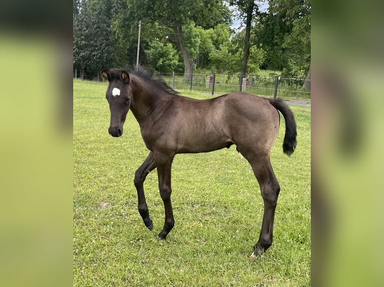 Oldenburger Hengst Fohlen (05/2026) Rappe in Hohen Viecheln OT Moltow