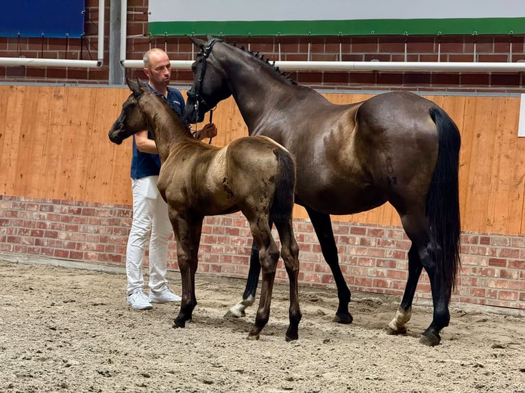 Oldenburger Hengst Fohlen (05/2026) Rappe in Hohen Viecheln OT Moltow
