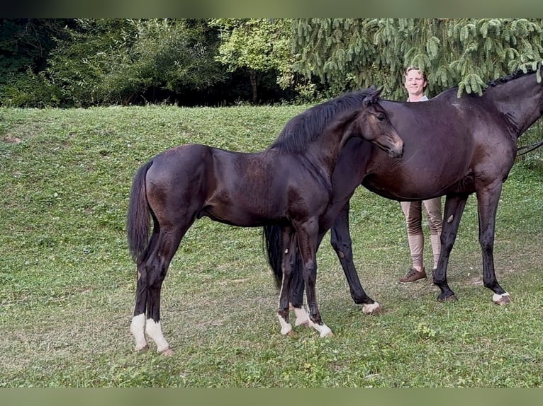 Oldenburger Hengst Fohlen (04/2025) Rappe in Neulengbach