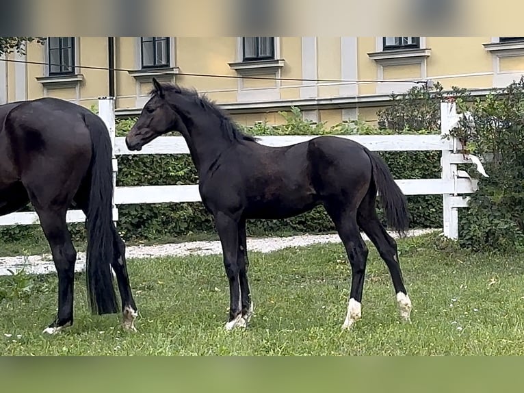 Oldenburger Hengst Fohlen (04/2025) Rappe in Neulengbach