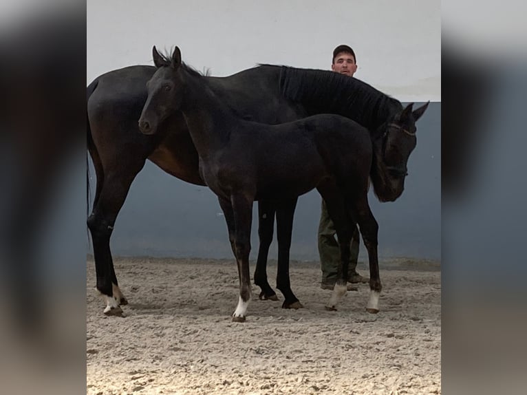 Oldenburger Hengst Fohlen (01/2024) Rappe in selfkant