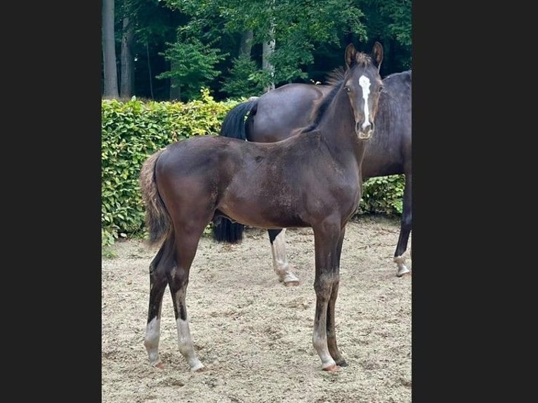 Oldenburger Hengst Fohlen (05/2025) Rappe in GROTE-BROGEL