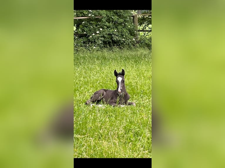 Oldenburger Hengst Fohlen (05/2024) Rappe in Stemwede