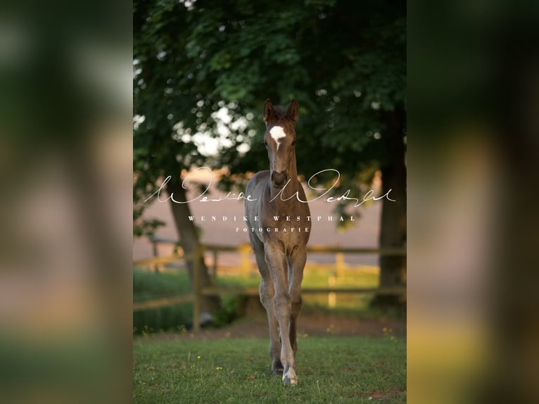 Oldenburger Hengst Fohlen (04/2026) Rappe in Schlitz