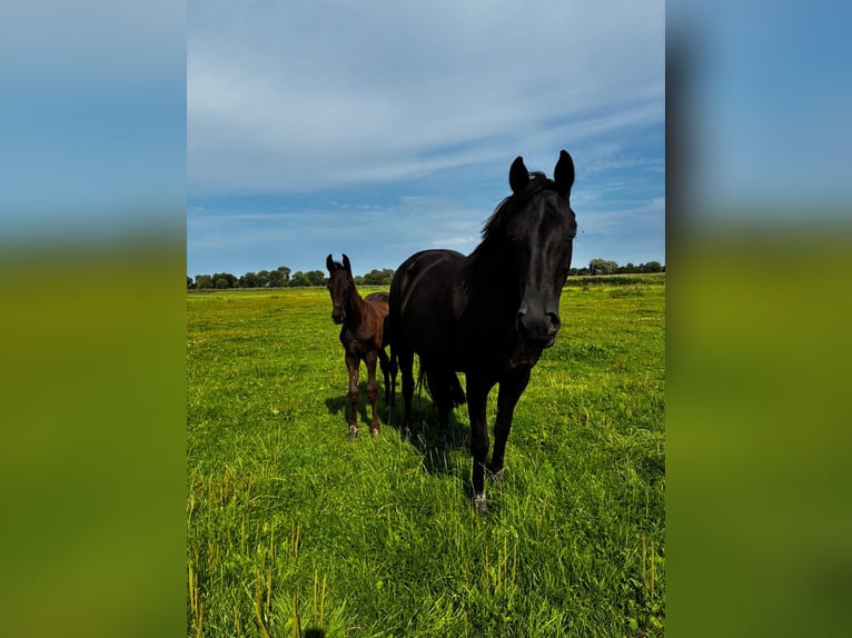 Oldenburger Hengst Fohlen (05/2026) Rappe in Wangerland Hohenkirchen