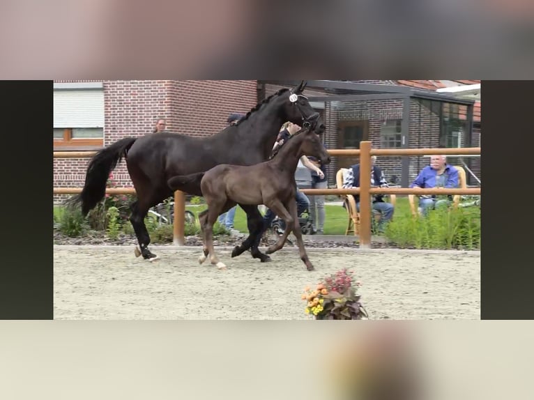 Oldenburger Hengst  Rappe in Westerstede