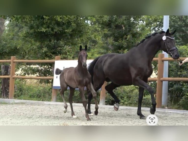 Oldenburger Hengst  Rappe in Westerstede