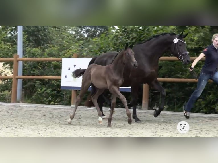 Oldenburger Hengst  Rappe in Westerstede