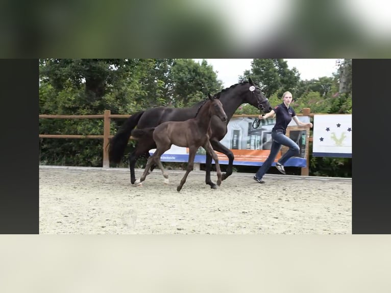 Oldenburger Hengst  Rappe in Westerstede