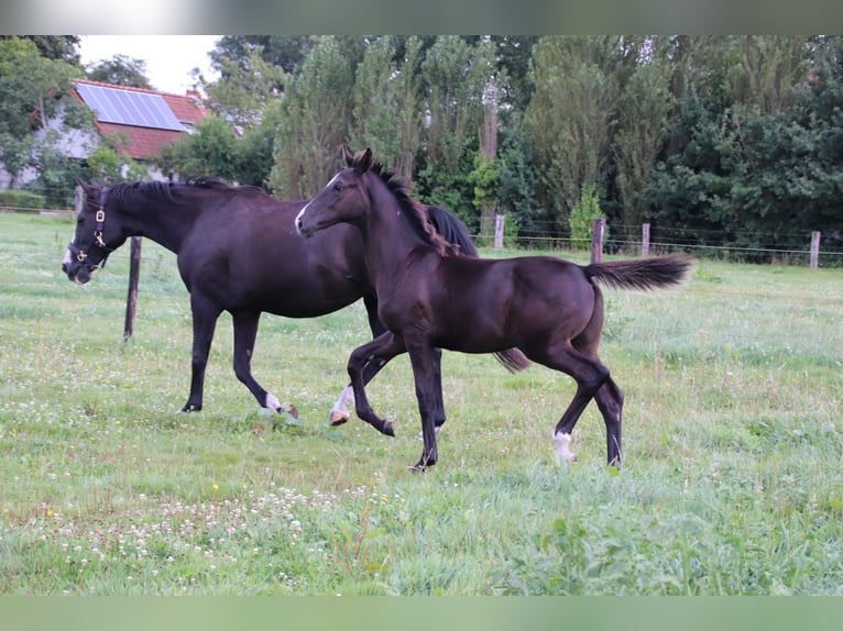 Oldenburger Hengst Fohlen (04/2024) Rappe in zaffelare