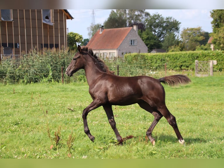 Oldenburger Hengst Fohlen (04/2024) Rappe in zaffelare