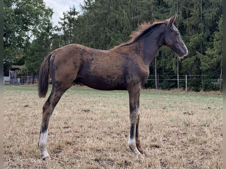 Oldenburger Hengst Fohlen (04/2026) Rappe in Löningen