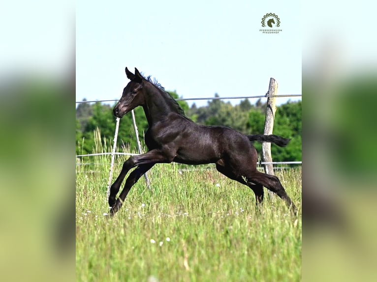 Oldenburger Hengst Fohlen (05/2026) Rappe in Reichenwalde