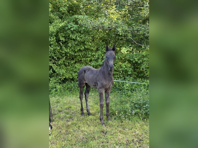 Oldenburger Hengst Fohlen (03/2026) Rappe in Essingen