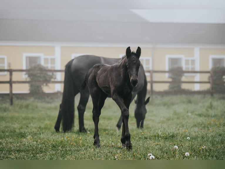 Oldenburger Hengst Fohlen (04/2026) Schwarzbrauner in Kerpen