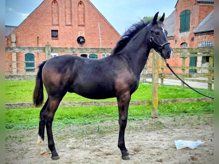 Oldenburger Hengst Fohlen (05/2025) Schwarzbrauner in Raum Vechta
