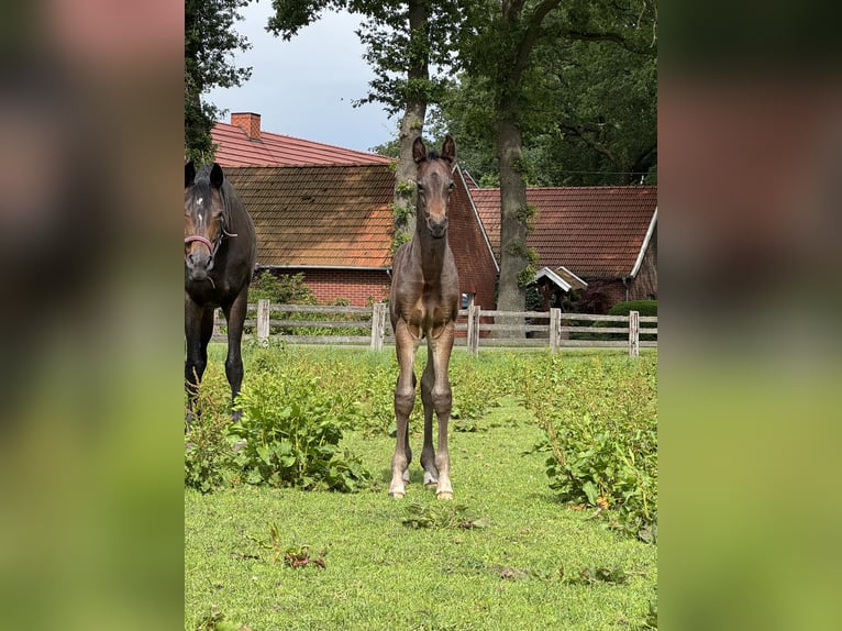 Oldenburger Hengst Fohlen (05/2026) Schwarzbrauner in Löningen