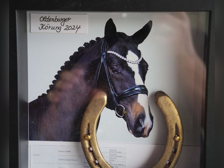 Oldenburger Hengst  Schwarzbrauner in Löningen