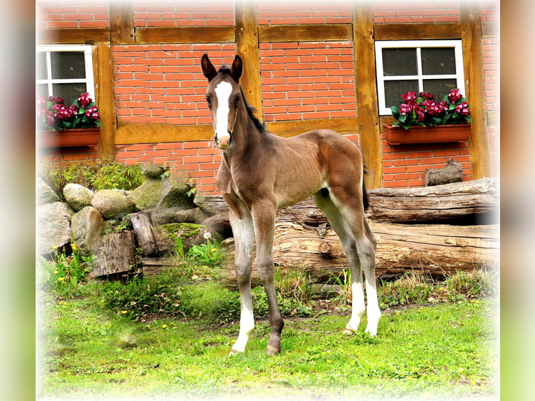 Oldenburger Hengst  Schwarzbrauner in Löningen