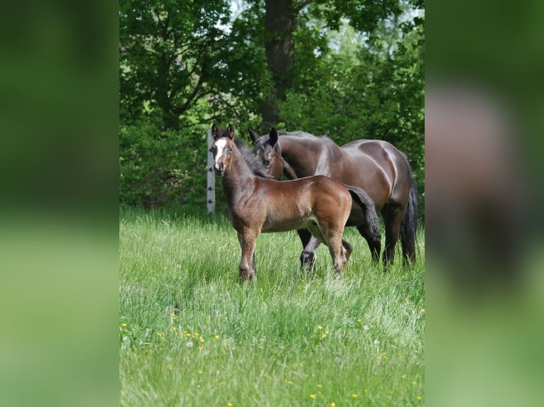 Oldenburger Hengst Fohlen (03/2026) Schwarzbrauner in Neuschoo