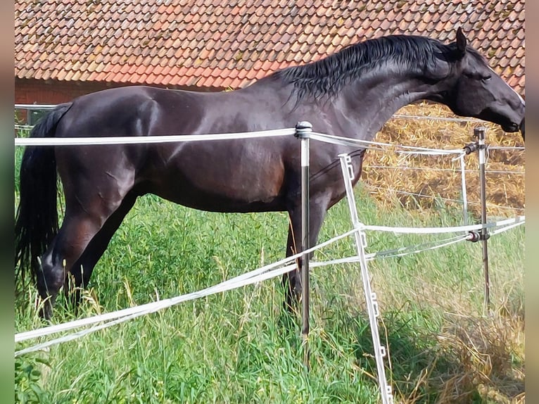 Oldenburger Hengst Rappe in Herbstein