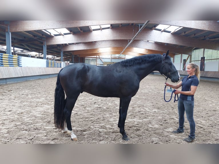 Oldenburger Hengst Rappe in Herbstein