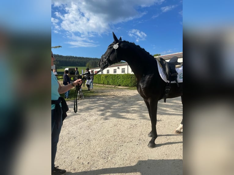 Oldenburger Hengst Rappe in Herbstein