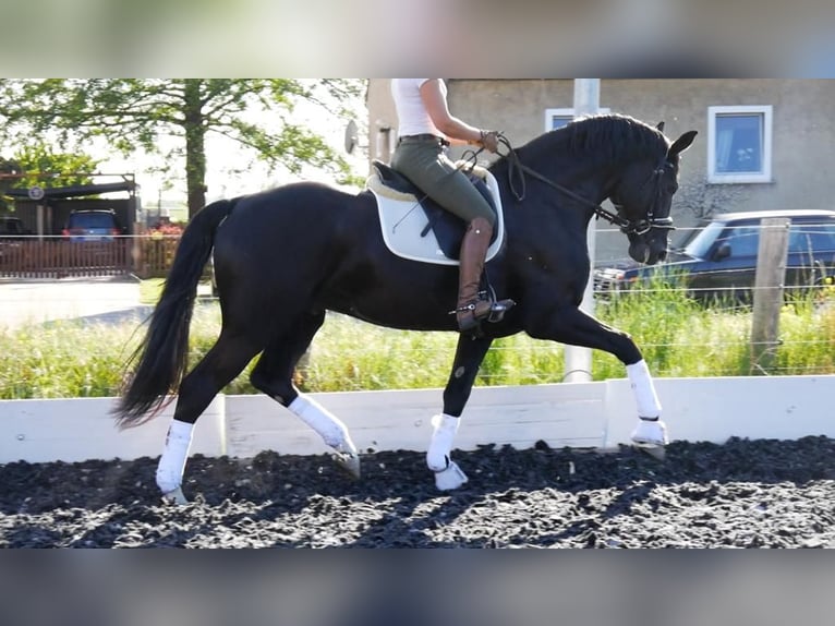 Oldenburger Hengst Rappe in S&#xF6;hlde