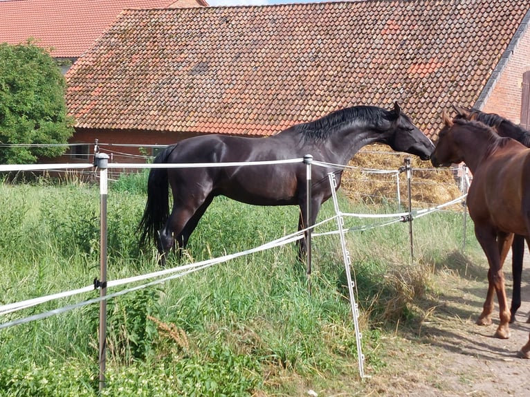 Oldenburger Hengst Rappe in S&#xF6;hlde