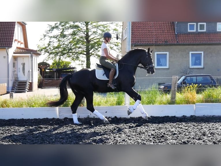 Oldenburger Hengst Rappe in S&#xF6;hlde