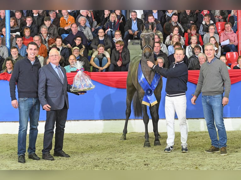 Oldenburger Hengst Schimmel in Celle