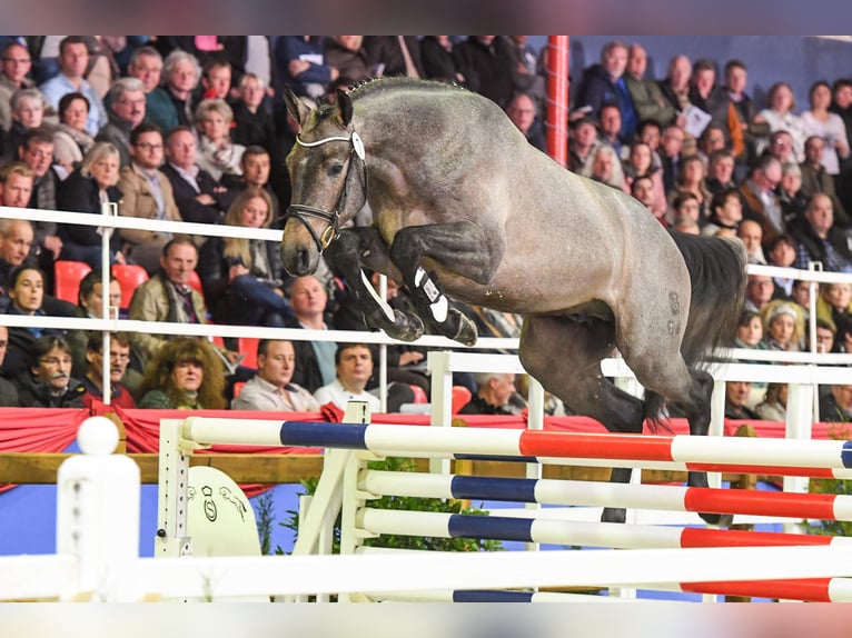 Oldenburger Hengst Schimmel in Celle