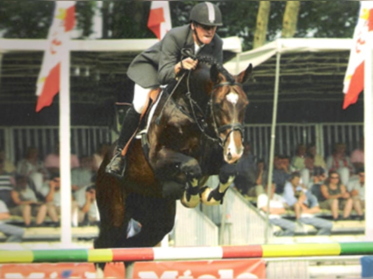 Oldenburger Hengst in Bramsche