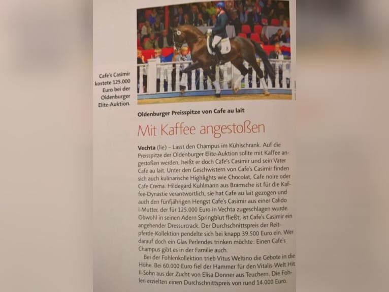 Oldenburger Hengst in Bramsche