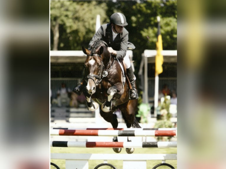 Oldenburger Hengst in Bramsche