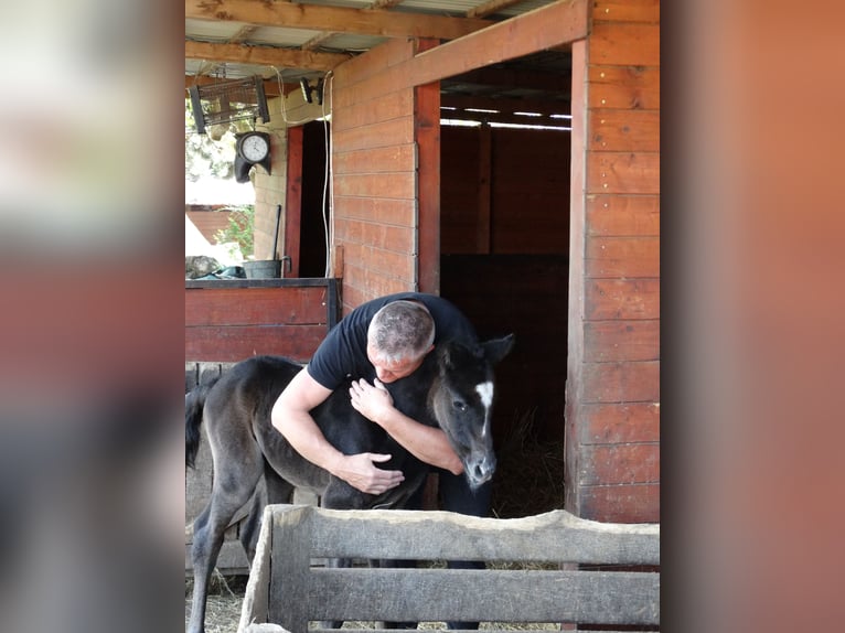 Oldenburger Hengst Veulen (04/2025) 140 cm Schimmel in Üllő