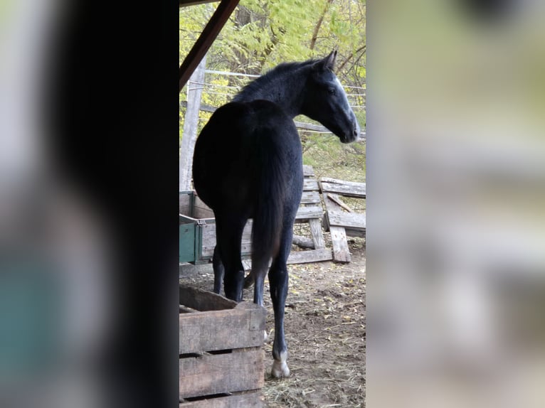Oldenburger Hengst Veulen (04/2025) 140 cm Schimmel in &#xDC;ll&#x151;