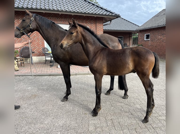 Oldenburger Hengst Veulen (04/2025) 165 cm Donkerbruin in Wardenburg