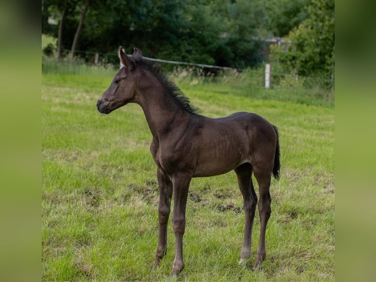 Oldenburger Hengst veulen (05/2024) 165 cm Zwart in Walsrode