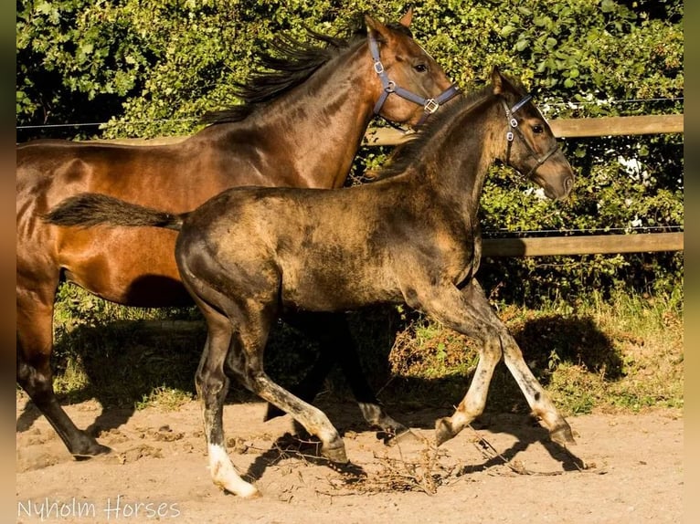 Oldenburger Hengst Veulen (05/2025) 168 cm Bruin in Vesthimmerland