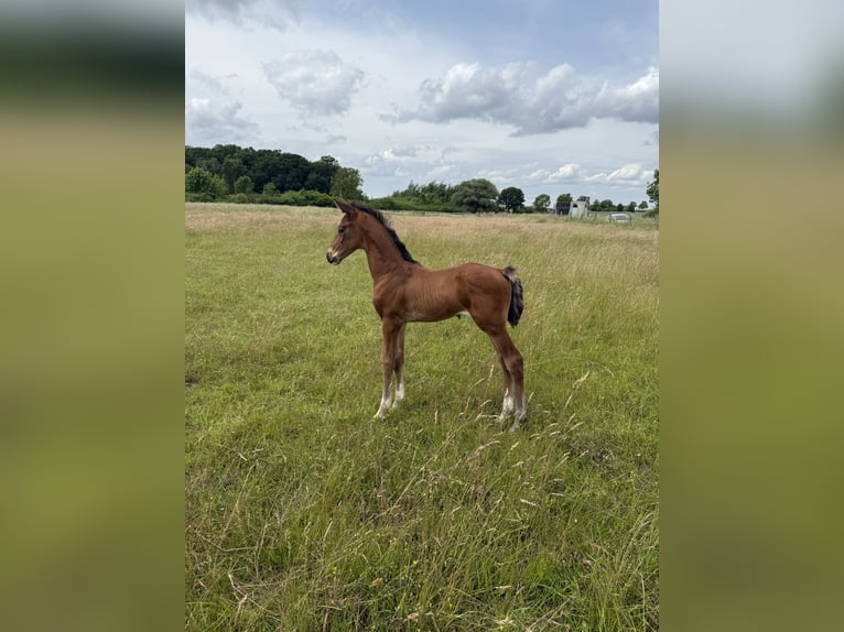 Oldenburger Hengst Veulen (05/2025) 168 cm Bruin in Hemmingen