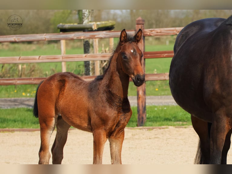 Oldenburger Hengst Veulen (02/2026) 168 cm Donkerbruin in Blunk