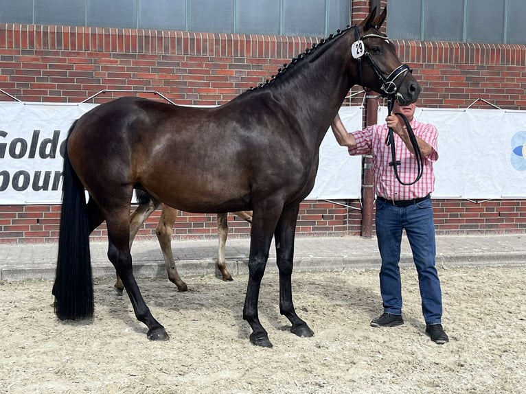 Oldenburger Hengst  168 cm Donkerbruin in Wardenburg