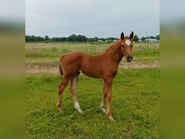 Oldenburger Hengst  168 cm Donkere-vos in Hude (Oldenburg)