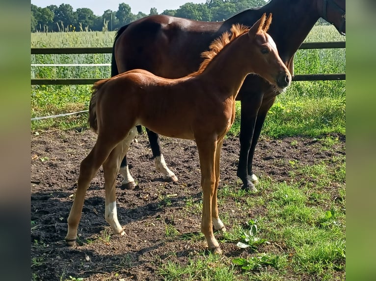 Oldenburger Hengst  168 cm Donkere-vos in Hude (Oldenburg)