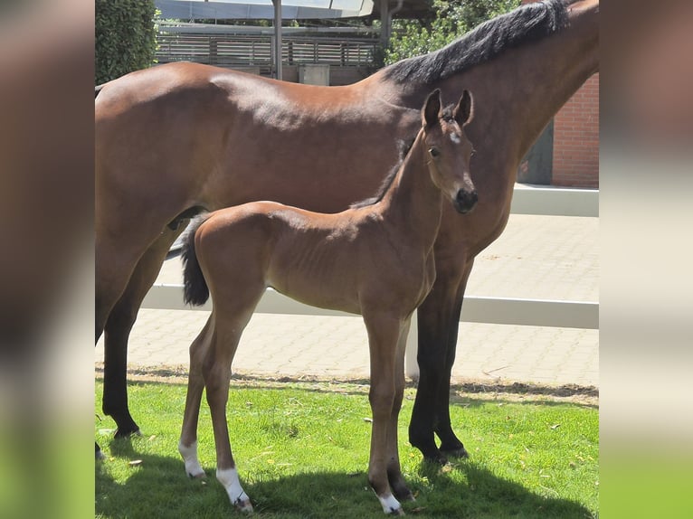 Oldenburger Hengst veulen (05/2024) 169 cm Donkerbruin in Drentwede