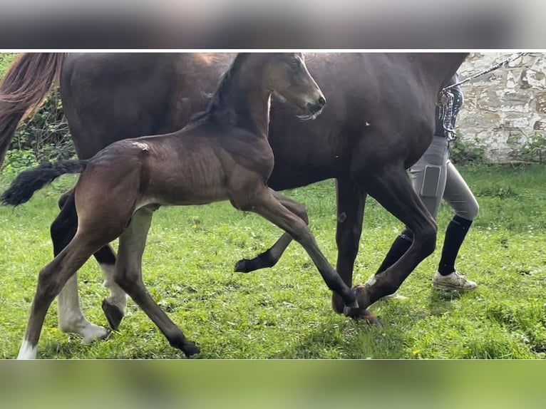 Oldenburger Hengst veulen (04/2024) 170 cm Bruin in Bad Münder am Deister