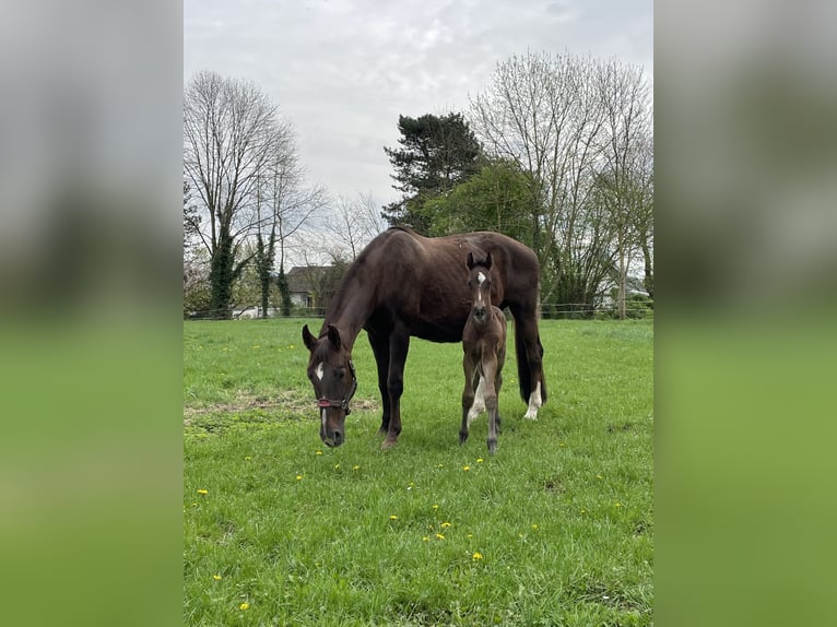 Oldenburger Hengst veulen (04/2024) 170 cm Bruin in Bad Münder am Deister