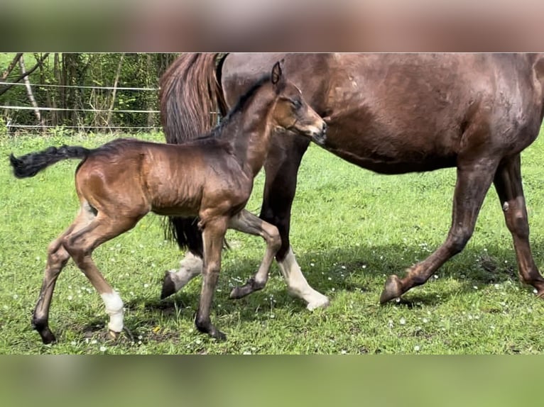 Oldenburger Hengst veulen (04/2024) 170 cm Bruin in Bad Münder am Deister